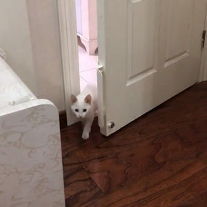 Pet Door Opener
