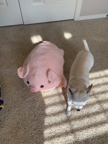 Fashionable Plump Pig Plush Toy - Soft and Cuddly Companion photo review